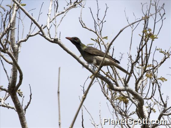 Timor Oriole (Oriolus melanotis)