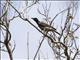 Timor Oriole (Oriolus melanotis)