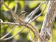 Fawn-breasted Whistler (Pachycephala orpheus)