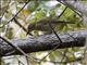 Fawn-breasted Whistler (Pachycephala orpheus)