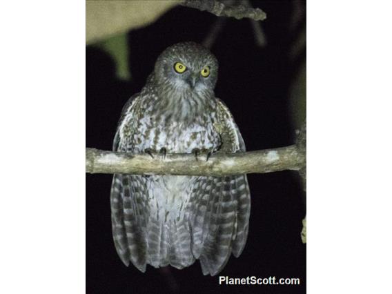 Rote Boobook (Ninox rotiensis)