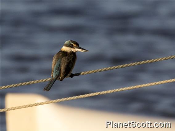 Sacred Kingfisher (Todiramphus sanctus) - Rote