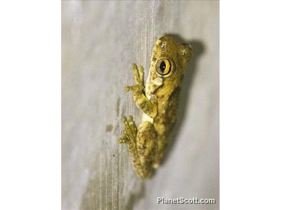 Sundas Wart Frog (Fejervarya verruculosa)