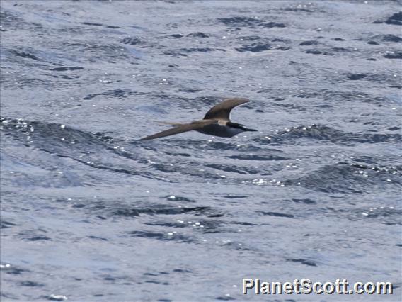 Bridled Tern (Onychoprion anaethetus)