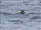 Bridled Tern (Onychoprion anaethetus)