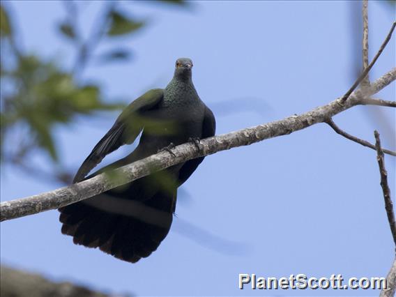 Slaty Cuckoo-Dove (Turacoena modesta) - Female