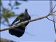 Slaty Cuckoo-Dove (Turacoena modesta) - Female