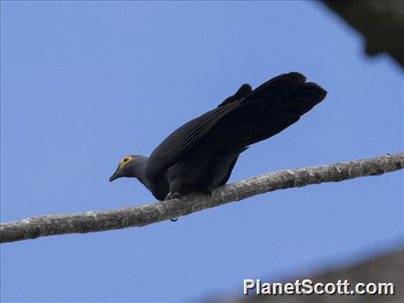 Slaty Cuckoo-Dove (Turacoena modesta) - Male