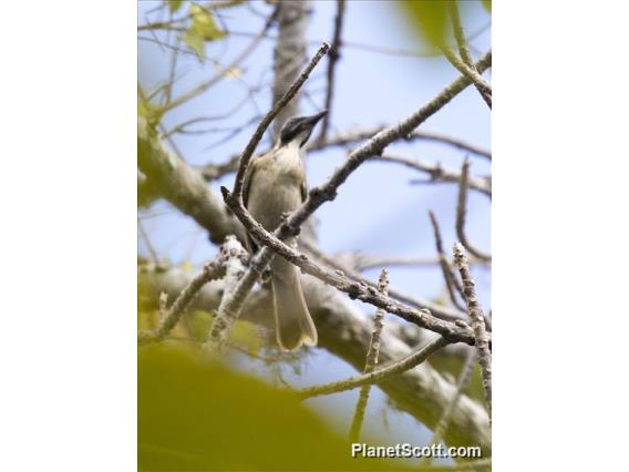 Timor Oriole (Oriolus melanotis) - Juvenile