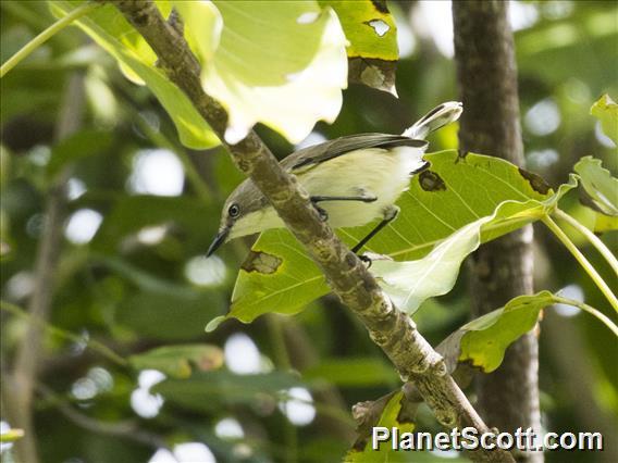 Plain Gerygone (Gerygone inornata)