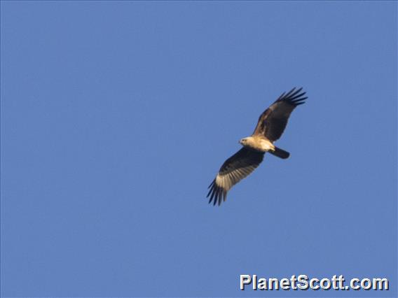 Bonelli's Eagle (Aquila fasciata)