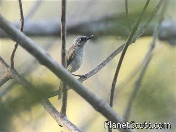 Brown Honeyeater (Lichmera indistincta)
