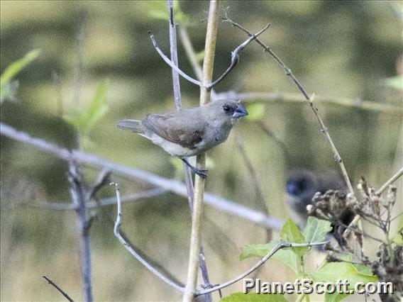 Black-faced Munia (Lonchura molucca) - Female