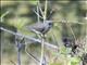 Black-faced Munia (Lonchura molucca) - Female