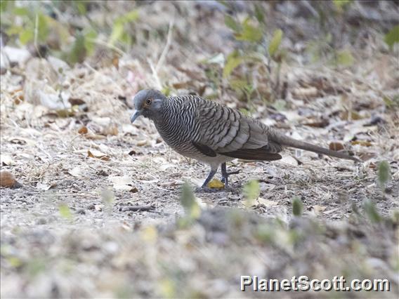 Barred Dove (Geopelia maugeus)