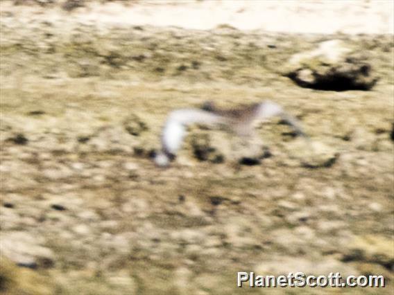 Beach Thick-knee (Esacus magnirostris)