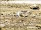 Beach Thick-knee (Esacus magnirostris)