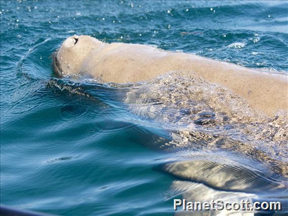 Dugong (Dugong dugon)