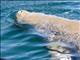 Dugong (Dugong dugon)