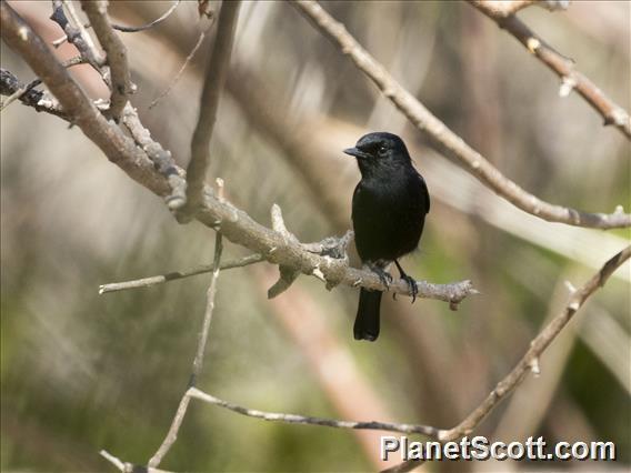 Pied Bushchat (Saxicola caprata) - Male