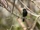 Pied Bushchat (Saxicola caprata) - Male