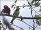 Ashy-bellied White-eye (Zosterops citrinella)