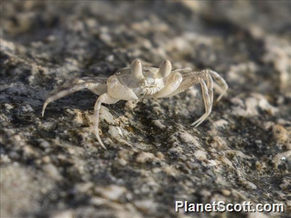 Ghost Crab (Ocypode sp)