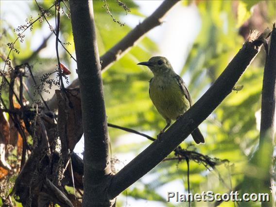 Alor Myzomela (Myzomela prawiradilagae)