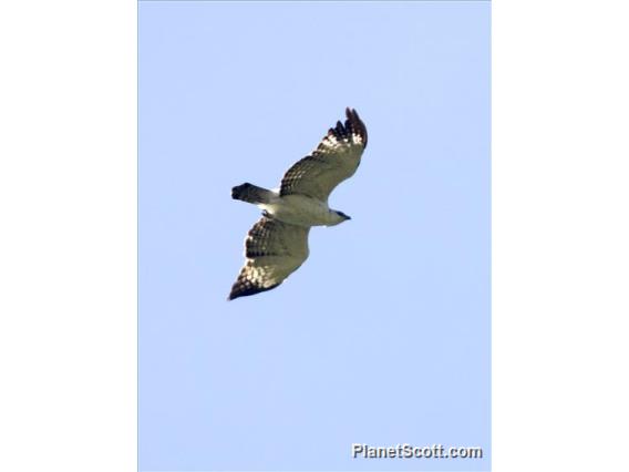 Flores Hawk-Eagle (Nisaetus floris)