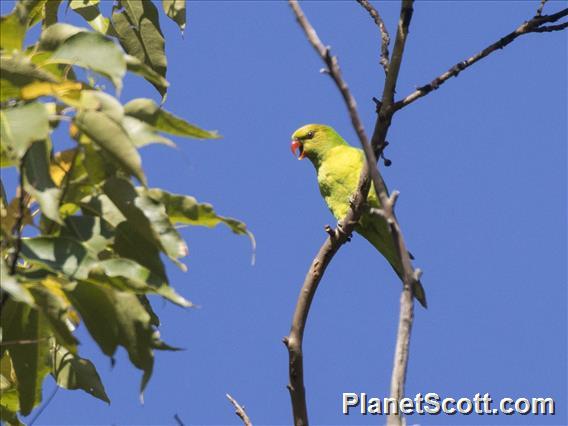 Olive-headed Lorikeet (Trichoglossus euteles)