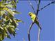 Olive-headed Lorikeet (Trichoglossus euteles)