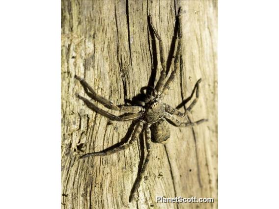 Huntsman Spider (Heteropoda sp)