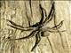 Huntsman Spider (Heteropodina sp)