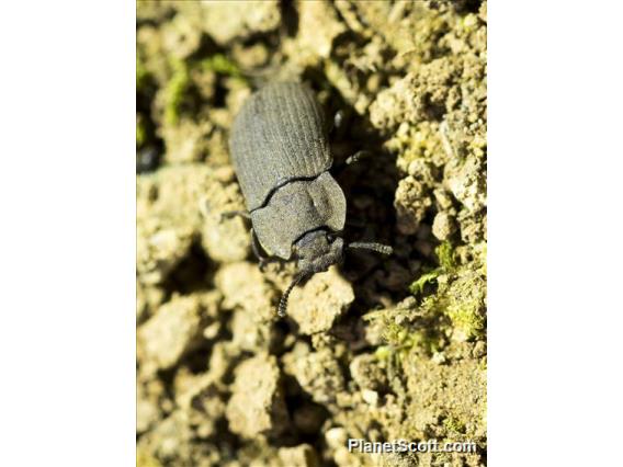 Darkling Beetle (Opatrini sp)