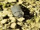 Dusty Surface Beetle (Gonocephalum bilineatum)