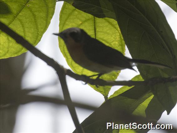 Australian Spectacled Monarch (Symposiachrus trivirgatus)