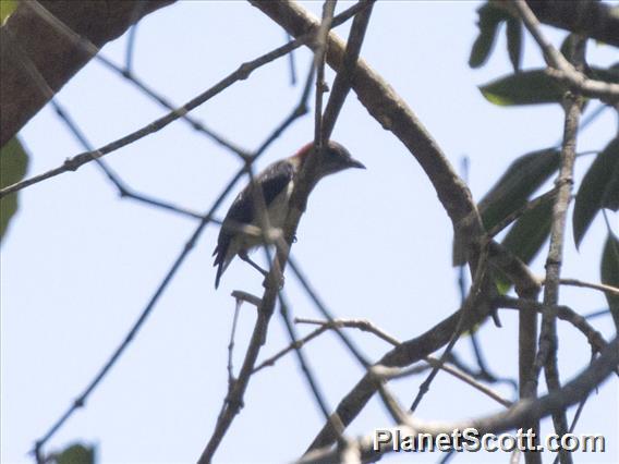 Black-fronted Flowerpecker (Dicaeum igniferum)