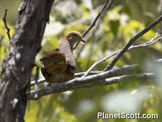 Timor Cuckoo-Dove (Macropygia magna)