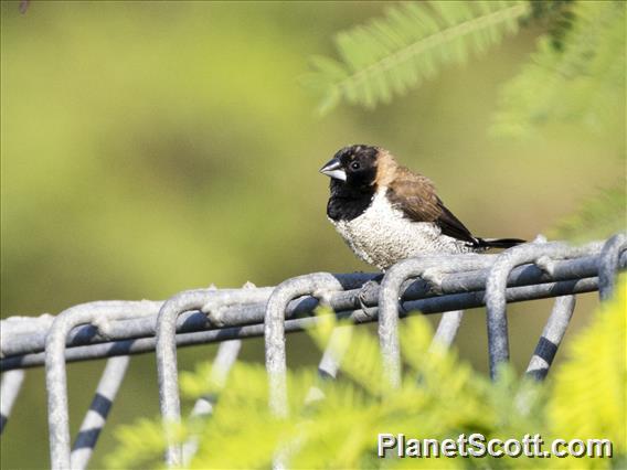 Black-faced Munia (Lonchura molucca)