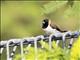 Black-faced Munia (Lonchura molucca)