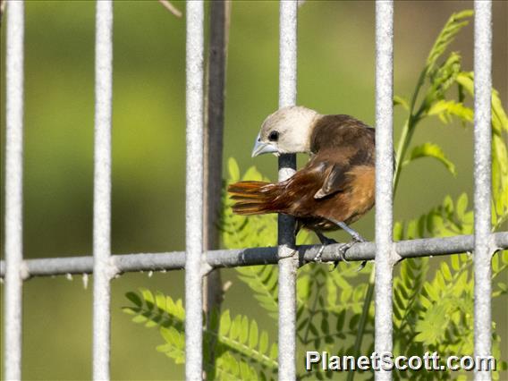 Pale-headed Munia (Lonchura pallida)