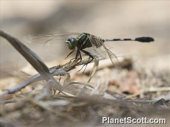 Slender Skimmer (Orthetrum sabina)