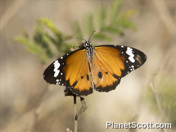 Plain Tiger (Danaus chrysippus)