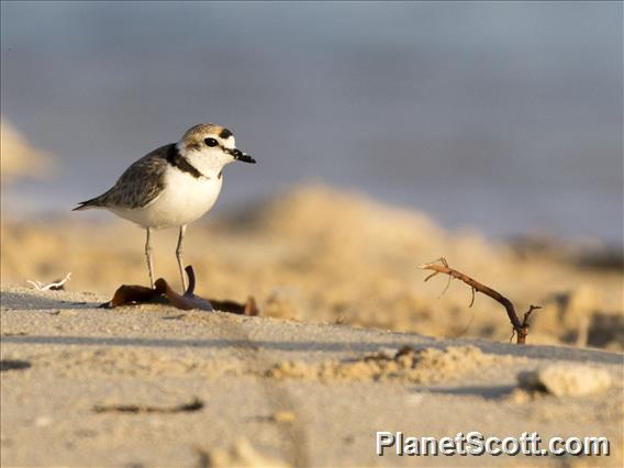 Malaysian Plover (Anarhynchus peronii)