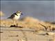 Malaysian Plover (Anarhynchus peronii)