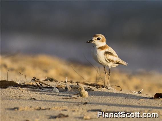 Malaysian Plover (Anarhynchus peronii)