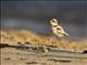 Malaysian Plover (Anarhynchus peronii)