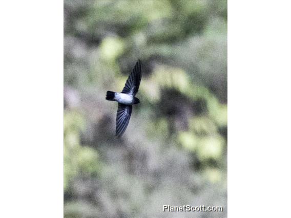 Tenggara Swiftlet (Collocalia sumbawae)