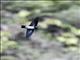 Tenggara Swiftlet (Collocalia sumbawae)