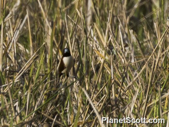 Five-colored Munia (Lonchura quinticolor)